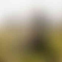 A newlywed couple sitting together in a field of yellow wildflowers with a historic church in the background.