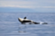 Orca7.9.18.12A.jpg