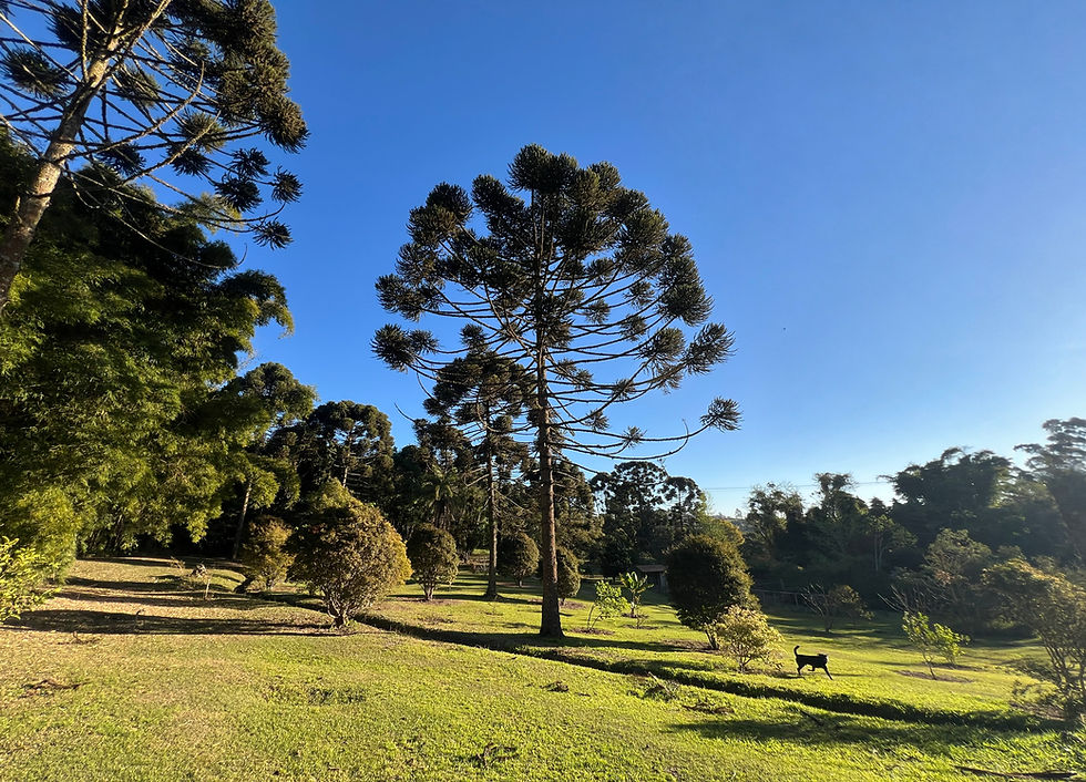 GERAL_ARAUCARIA.jpg
