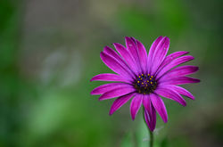 Florcita