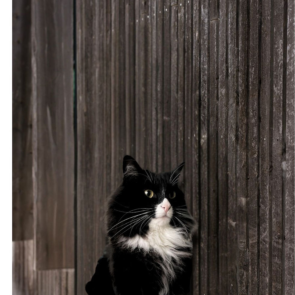 Black and white cat sits by black timber fence