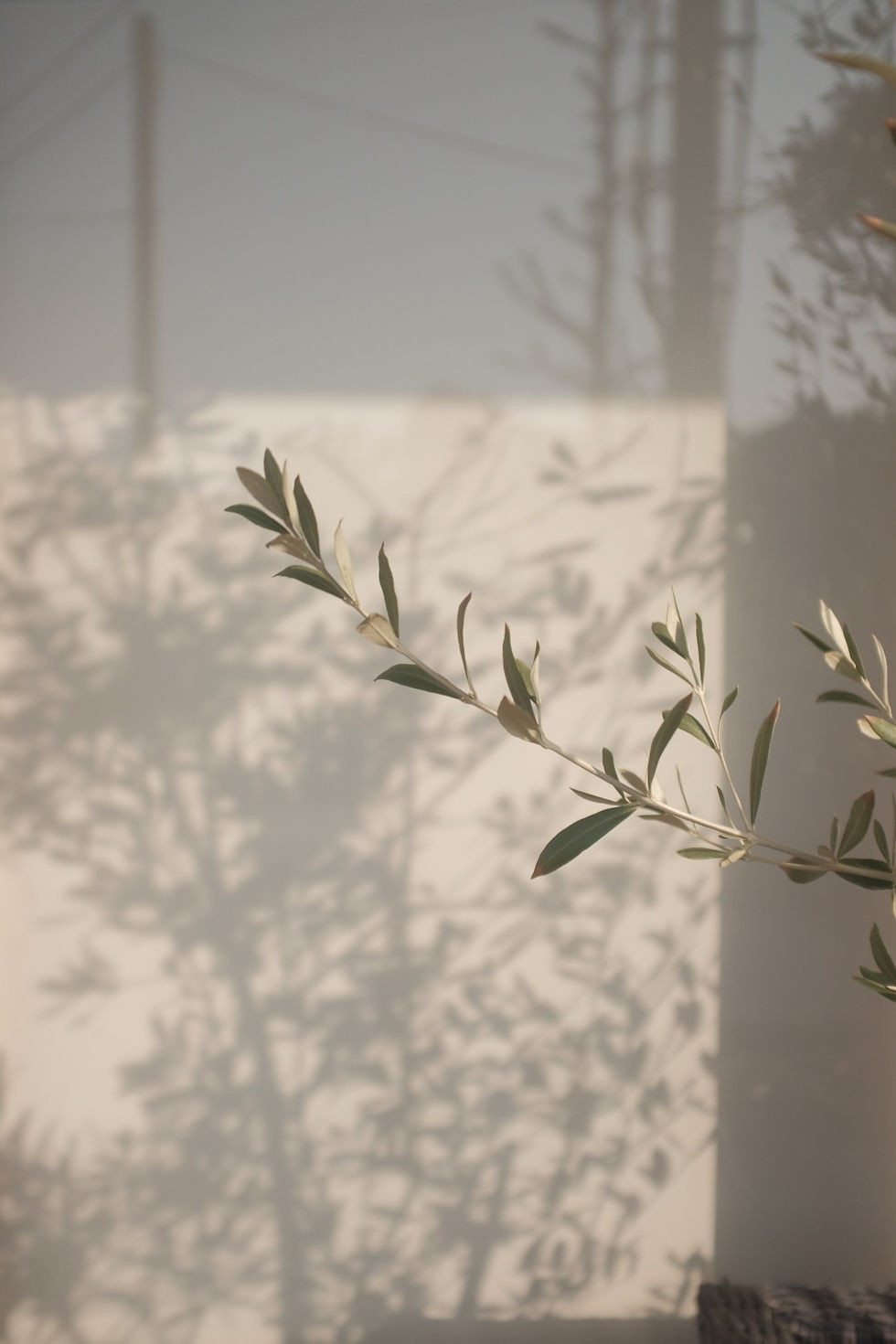 A branch with leaves is casting a shadow on a pale, textured surface.