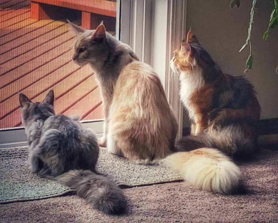 Maine Coon Cat Breeder Coon's Ransom Maine Coon Washigton State