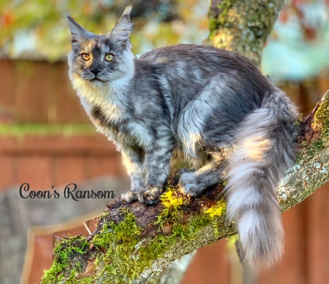 Maine Coon Cat Breeder Coon's Ransom Maine Coon Washigton State