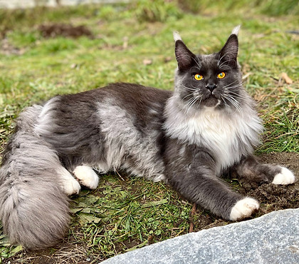 Maine Coon Kittens Coonsransom
