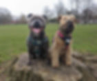 2 dogs, a Stafforshire Bull Terrier and a Welsh terrier sitting on a log in the park looking at the camera. The Staffy is wearing a blue harness and collar the Welsh Terrier a red harness and a muzzle