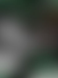 Neues aus der Dorfgalerie