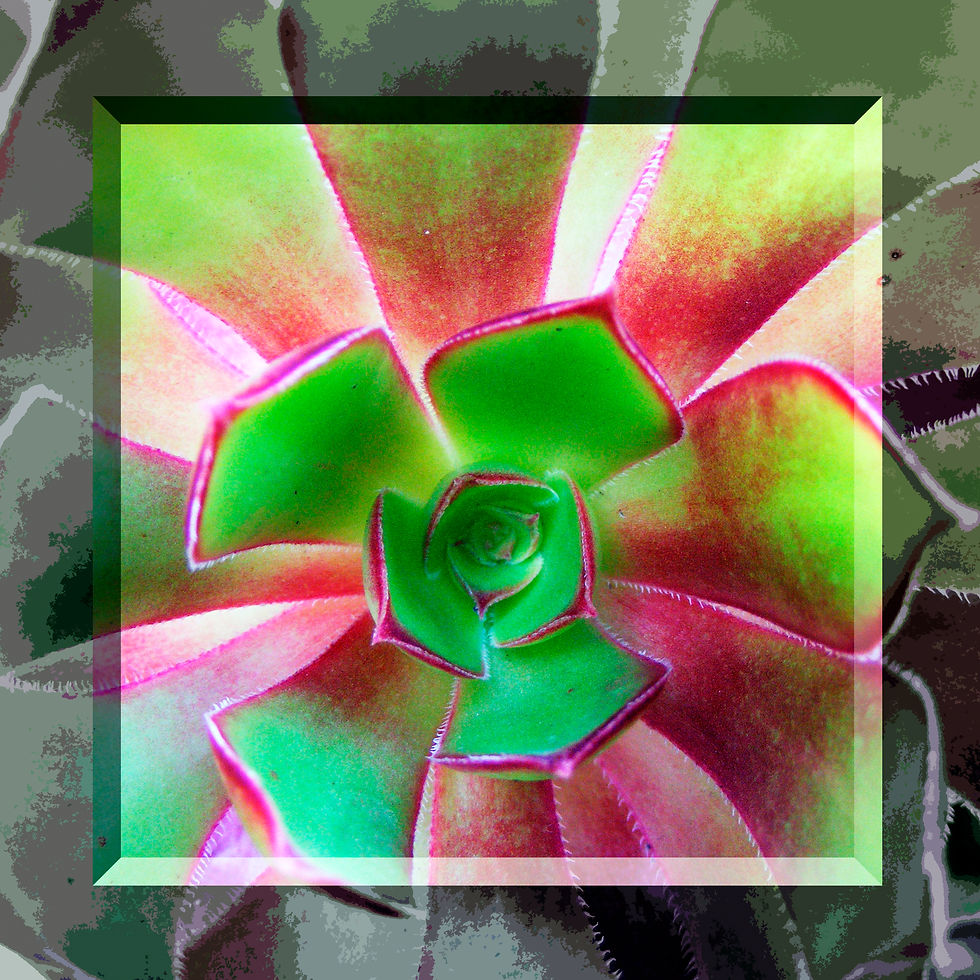 Floraography Six