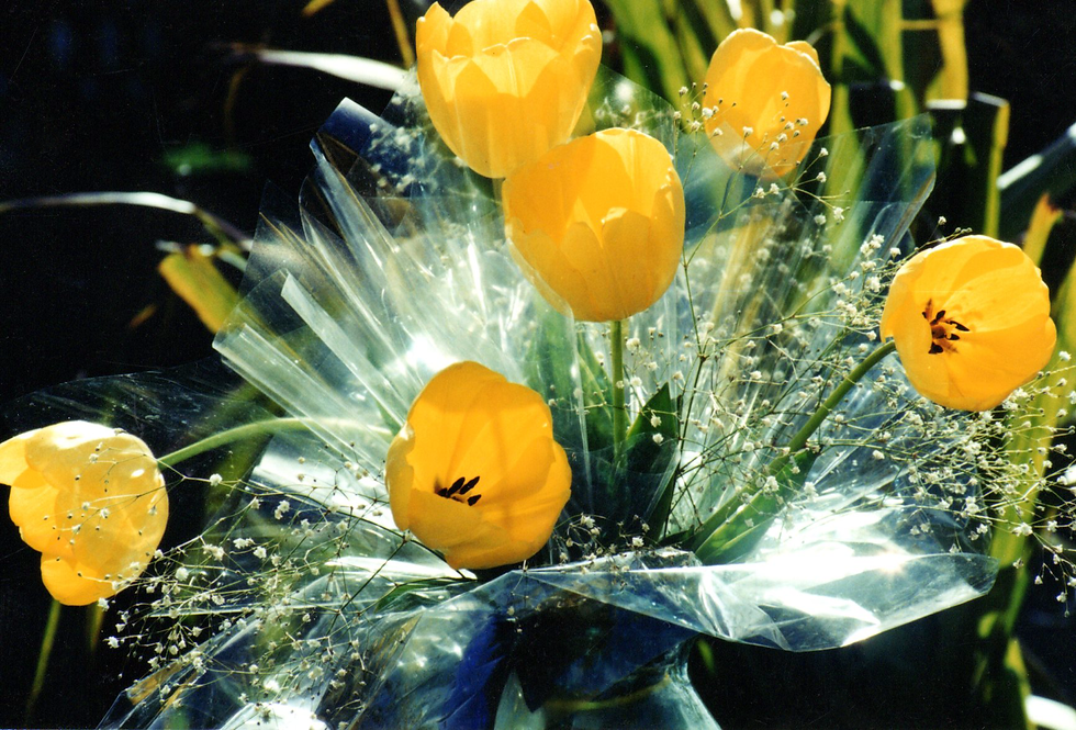 Florography 10