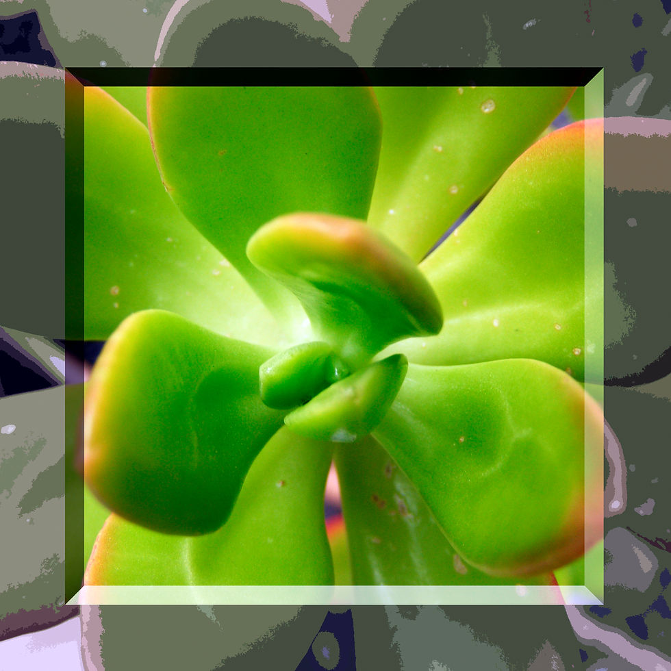 Floraography Three