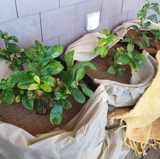 Grüntee-Pflanze mit Winterschutz / Frostschutz - Kokos-Winterschutz-Matte und Wintervlies (Sicht von vorne)