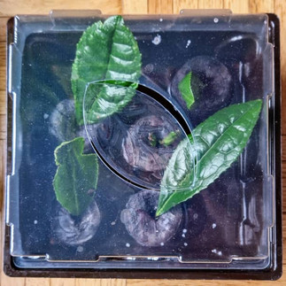 Stecklinge 5 Grünee-Stecklinge in Kokos-Quelltabletten mit Deckel (zeigt auch Lüftungsschlitz)