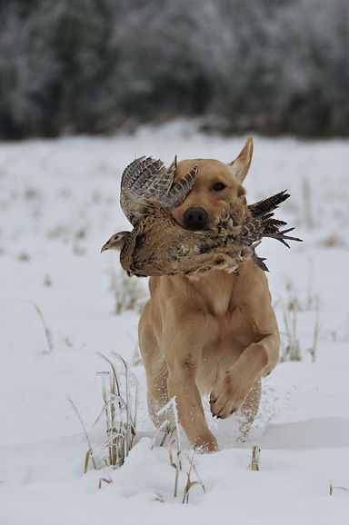 Max en situation réelle de chasse, au rapport d’une poule faisane blessée.