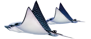 Celebrate National Aquarium Month by visiting Ripley's Aquarium during your Myrtle Beach vacation at Grand Palms Resort.