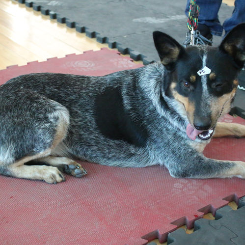 LISTOS LOS NUEVOS SERVICIOS VETERINARIOS GRATUITOS ESTE VIERNES EN LA CONGOJA SAN JOSÉ DE GRACIA