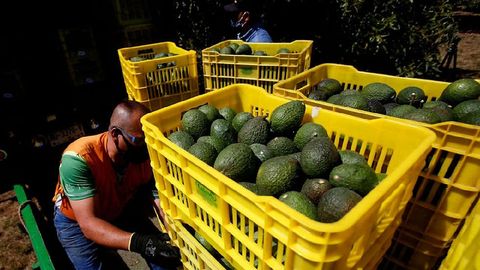 PIDEN BLINDAR AL SECTOR AGUACATERO TRAS LOS DICHOS POR LOS ESTADOS UNIDOS