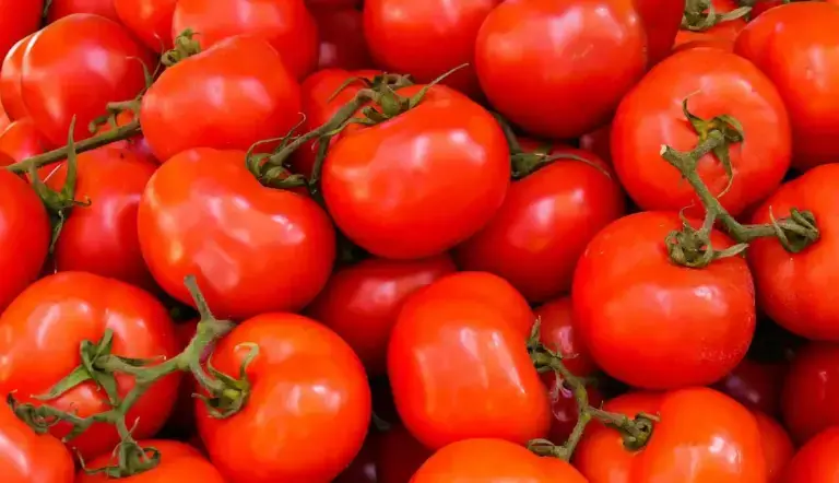 EL PRECIO DEL JITOMATE HASTA EN $80 PESOS POR KILO