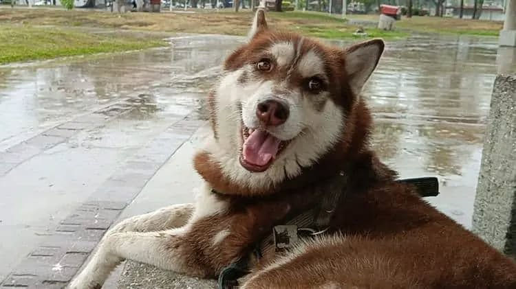 LAS MASCOTAS PUEDEN RECIBIR PENSIÓN ALIMENTARIA