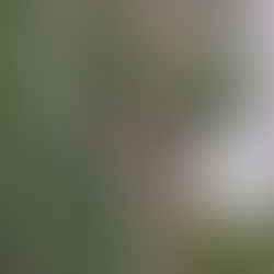 CONSTRUYE MIAA NUEVA RED DE DISTRIBUCIÓN DE AGUA POTABLE EN LA COMUNIDAD CALVILLITO