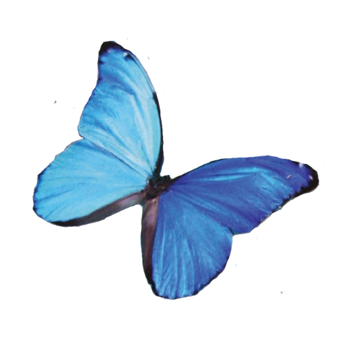 Summer Editing Apprenticeship Standard, 2024 Polyphony Lit