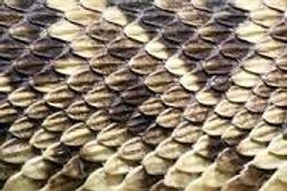 escamas reptiles.jpg
