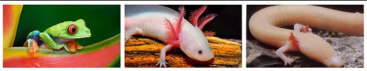 ANFIBIOS VARIOS.jpg
