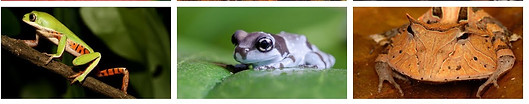 ANFIBIOS VARIOS.jpg