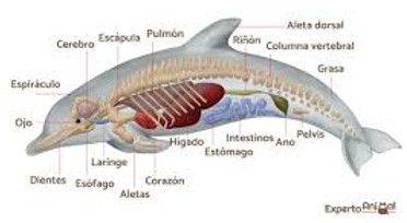 pulmones delfin.jpg