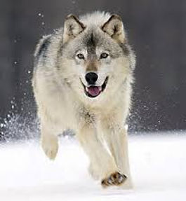 lobo.jpg