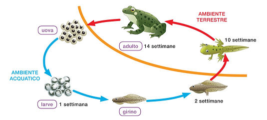 ciclo vital de la rana.jpg
