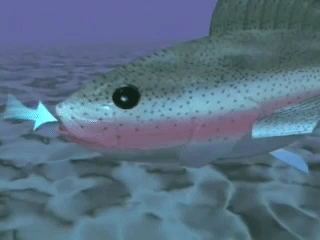 sistema_respiratorio_de_los_peces_24251_
