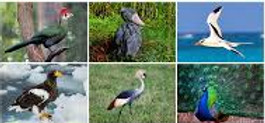 aves.jpg