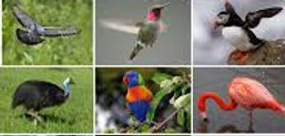 aves.jpg