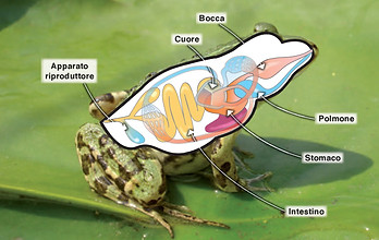 polmoni anfibi.jpg