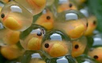 huevos de peces.jpg