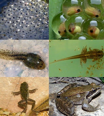 anfibios cambios.jpg