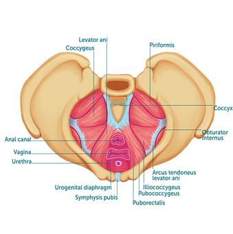 Pelvic Bone 1transparent.png