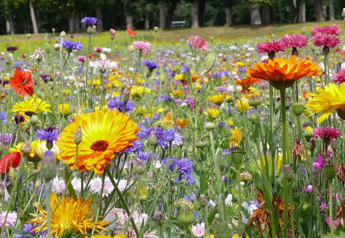 Arranged Food and Objects