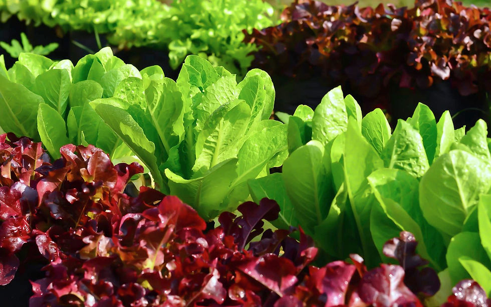 Arranged Food and Objects