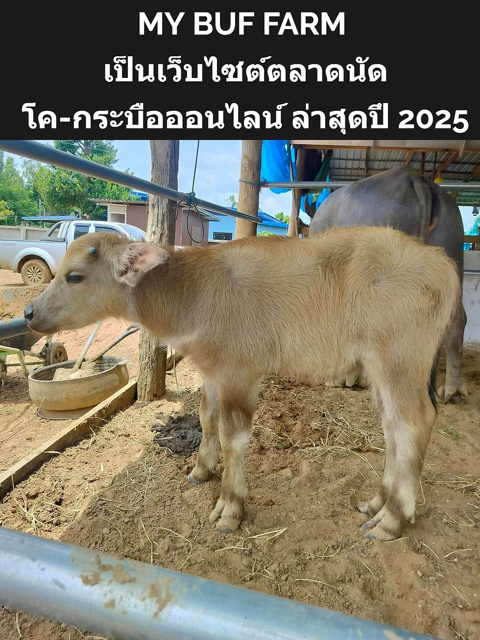 MY BUF FARM เป็นเว็บไซต์ตลาดนัดโค-กระบือออนไลน์ ล่าสุดปึ 2025