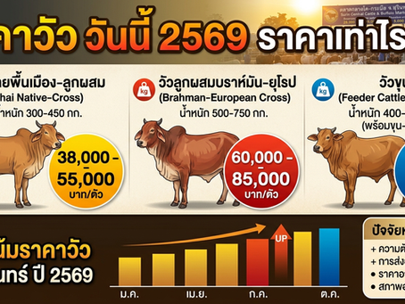 ราคา วัว วันนี้ 2569 ราคาเท่าไร