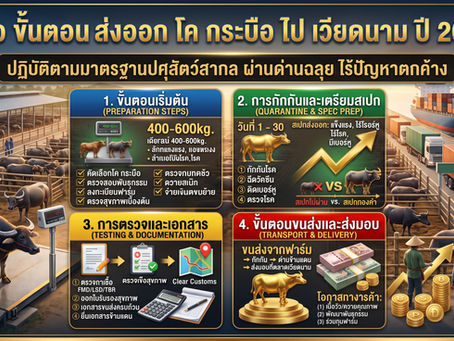 คู่มือ ขั้นตอน ส่งออก โค กระบือ ไป เวียดนาม ปี 2026 ปฏิบัติตามมาตรฐานปศุสัตว์สากล ผ่านด่านฉลุย ไร้ปัญหาตกค้าง 🐂🐃🇻🇳