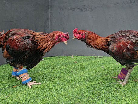 พม่าไกวเปล