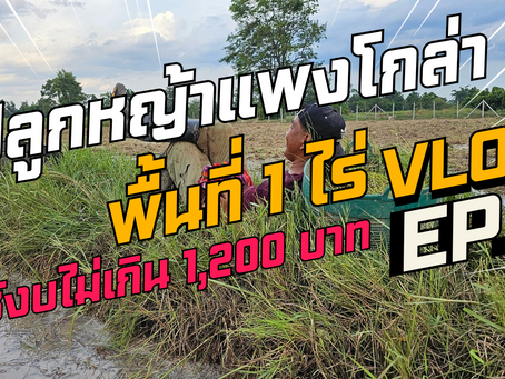 ปลูกหญ้าแพงโกล่า