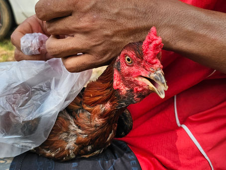 ไก่ไกวเปลจะชนะทาง "ไก่เชิง