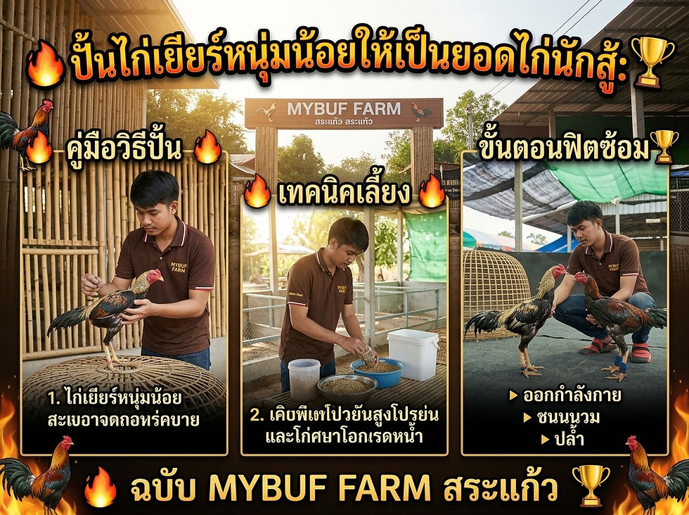 ปั้นไก่เยียร์หนุ่มน้อยให้เป็นยอดไก่นักสู้: คู่มือวิธีปั้น เทคนิคเลี้ยง และขั้นตอนฟิตซ้อมฉบับ MYBUF FARM สระแก้ว 🐓🔥🏆