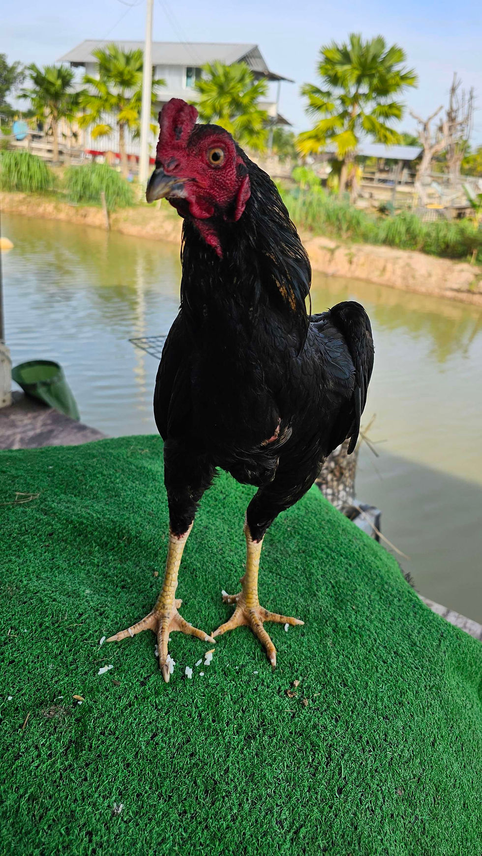 ไก่สไตล์ "พม่าง่อนรำวง"