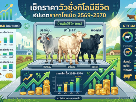เช็กราคาวัวชั่งกิโลมีชีวิต ล่าสุด อัปเดตราคาโคเนื้อ 2569-2570 หน้าฟาร์มและตลาดนัดโคกระบือ 🐄⚖️📈
