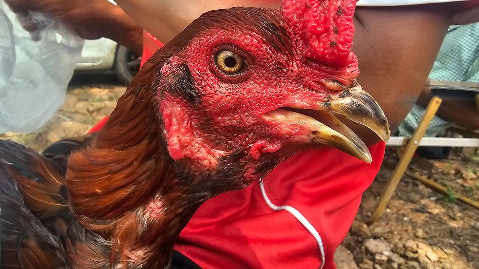 🐓 ประวัติ "เจ้ายี่กล้วย พม่า AI ไขว้เปล" แห่งมายบัฟฟาร์ม ไก่ชน