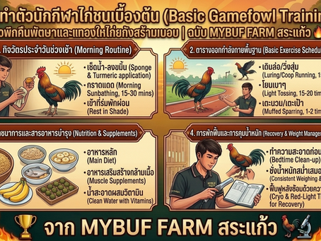 วิธีทำตัวนักกีฬาไก่ชนเบื้องต้น